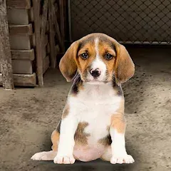 Скачать взлом My Pet Animal Shelter World [МОД Mega Pack] на Андроид